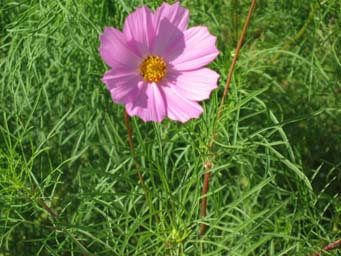コスモス