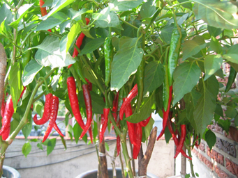 ���� �Ƃ����炵